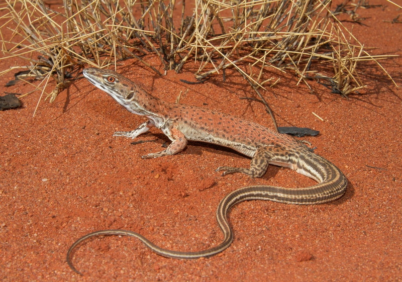 high angle view, no people, lizard, animal themes, lizards, animal body part, one animal, environment, animals in the wild, day, zoology, nature, animals