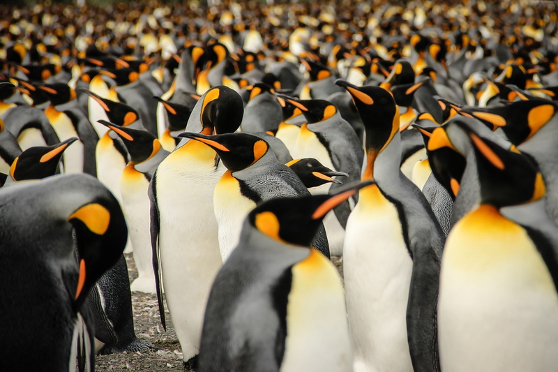 vertebrate, focus on foreground, King penguins, South Georgia, 2015 Sony World Photography Awards, large group of animals, colony, no people, animal wildlife