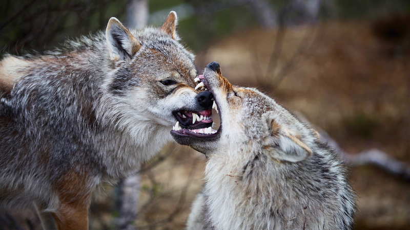 two animals, mouth open, ominous, animal behavior, mouth, wildlife, snarling, coyote, group of animals, 4K, negative emotion, fighting, aggression, animals in the wild