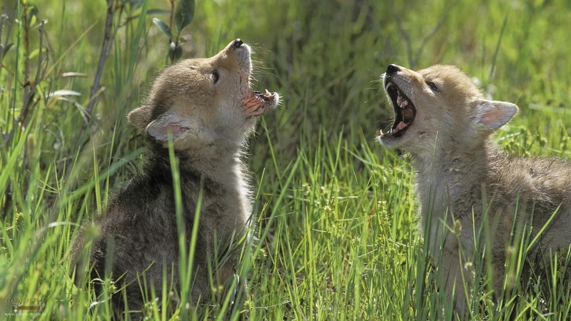 fighting, plant, mouth, animal behavior, vertebrate, nature, mouth open, wolf, cubs, anger, animals in the wild, grass, outdoors, negative emotion, animal wildlife