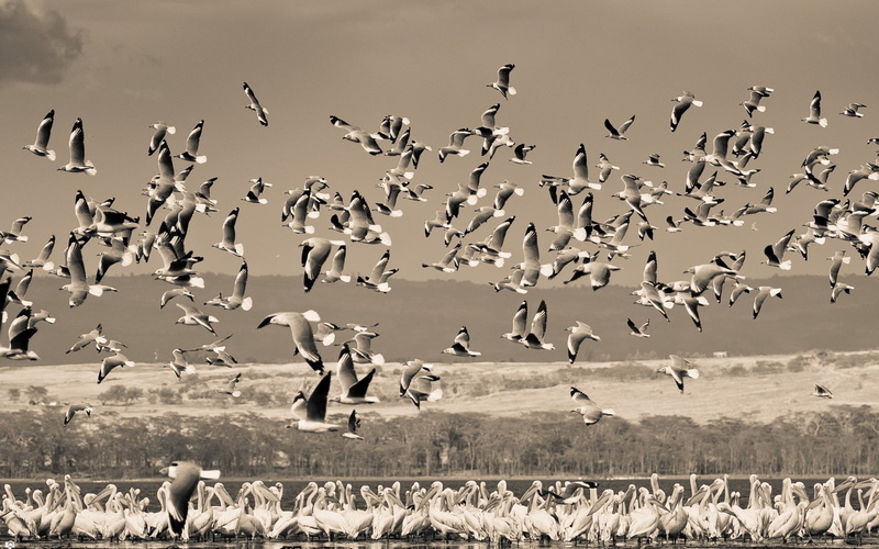 birds, nature, land, flevoland, 720P, national Wildlife Reserve, animal Themes, bosque del Apache National Wildlife Reserve, southwest USA, flock Of Birds