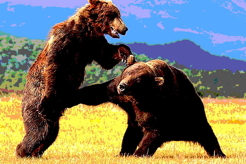 nature, bear, animal themes, yu, animal behavior, fighting, domestic animals, day, group of animals, mammal, animals in the wild, grass, aggression, plant