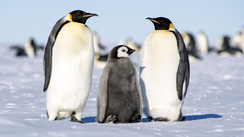 animals in the wild, vertebrate, emperor, penguins, no people, adults, aptenodytes, focus on foreground, hd, animal family, cub, snow, ice, young animal