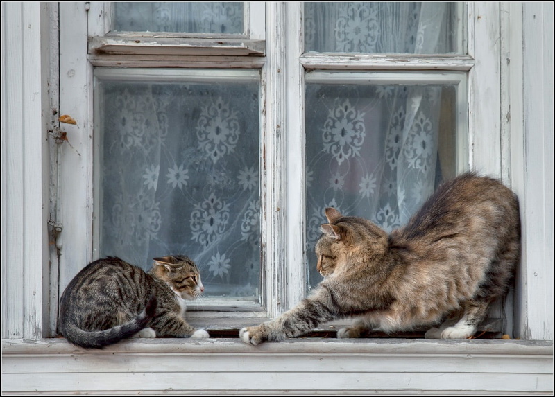 educational, interesting, behavior, 480P, animal, animals, art, animal behavior, cats, play, time, hd
