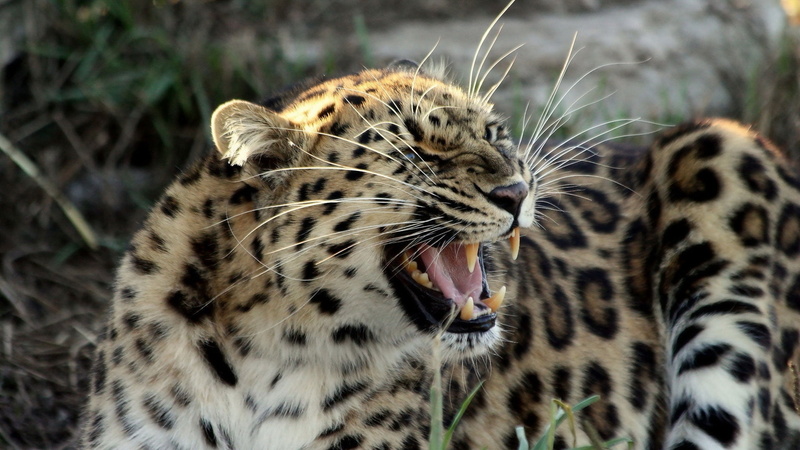 looking, focus on foreground, safari, close-up, mouth open, big Cat, wildlife, nature, one animal, animal, camouflage, leopard, snow leopard, outdoors