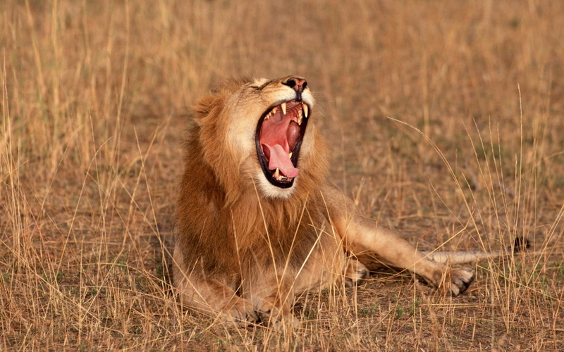 male Animal, kruger National Park, mouth, wildlife, fur, male, masai Mara, wildlife Reserve, yawning, one animal, lioness, nature, animal behavior, animal Teeth