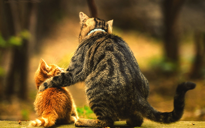 focus on foreground, cat, 2K, nature, outdoors, pets, tree, domestic cat, one animal, vertebrate, no people, mammal, animals in the wild, animal behavior
