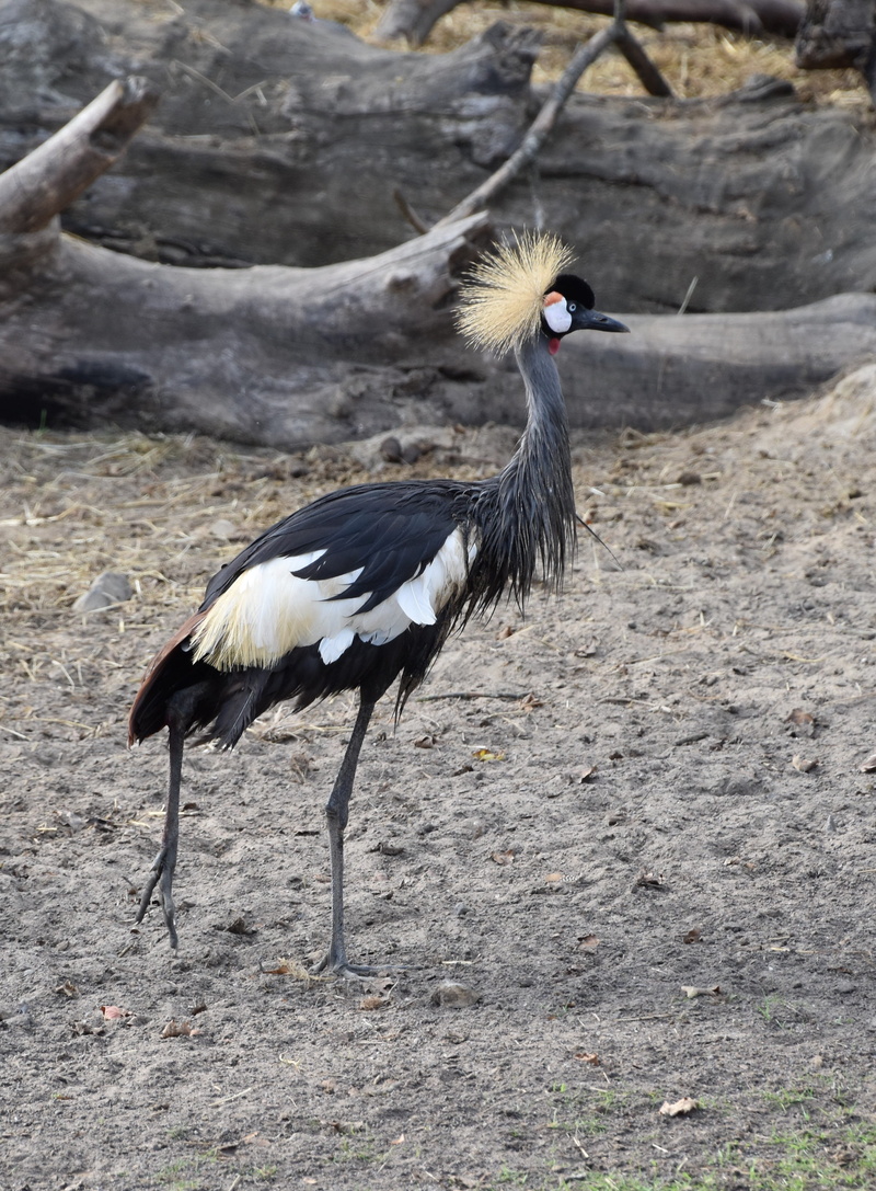 no people, wings, outdoors, land, field, zoology, animal themes, crane, focus on foreground, animals in the wild, colorful, bird, side view, vertebrate