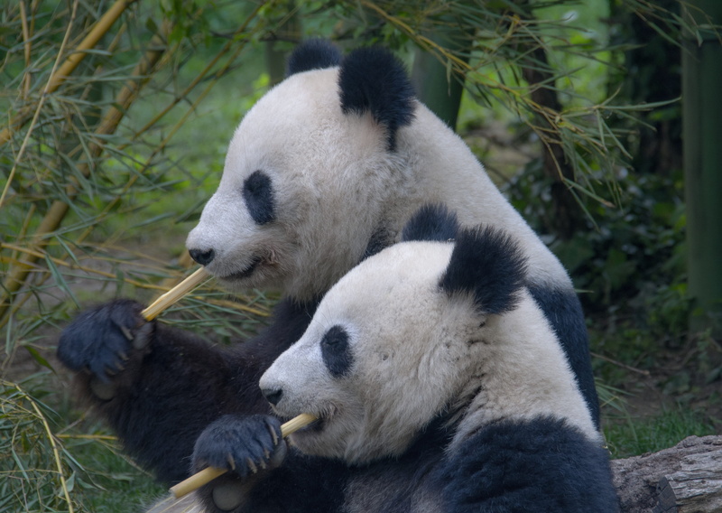 animal wildlife, animal family, panda - animal, animal behavior, pandas, day, panda, couple, zoo, mammal, bear, no people, plant, vertebrate, animals in the wild