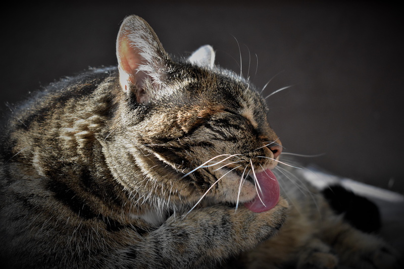 close up, animal behavior, animal, animal mouth, animal body part, head, mouth open, animal head, pet, cat face, mouth, cats eyes, tabby, facial expression
