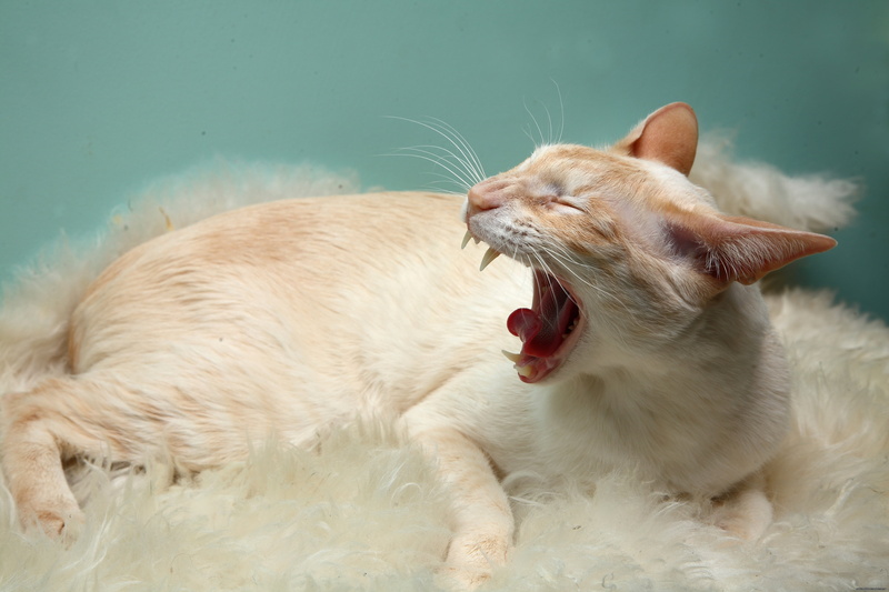 paw, cat, yawning, 4K, ginger cat, playful, mouth open, animal, rug, mouth, short, fun, kitten, cute, domestic Cat, domestic, feline, mammal, fur, aggression