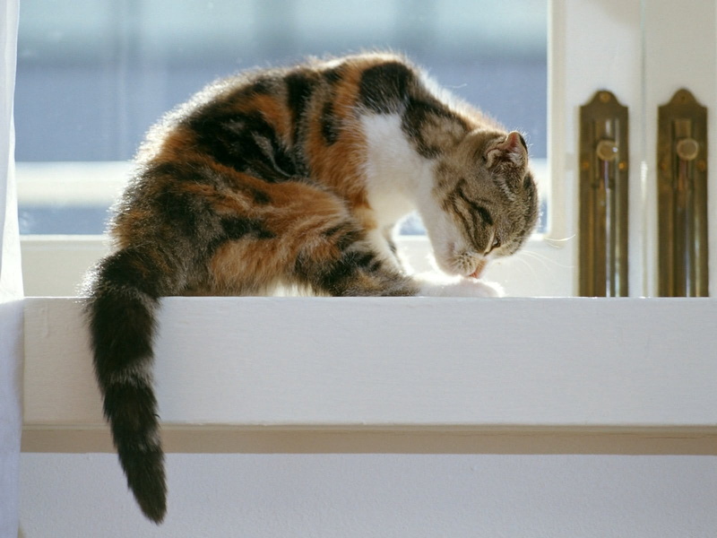 domestic Cat, animal behavior, striped, kitten, fur, white, feline, beautiful, day, sleeping, young Animal, animal, black, animals And Pets, whisker, orange