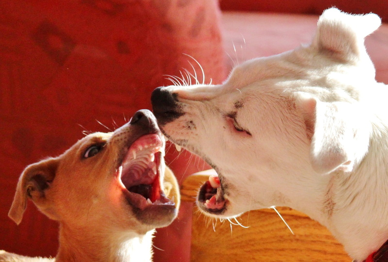 pets, indoors, canine, domestic animals, fighting, close-up, 1080P, dog, dog bite, two, mouth, animal body part, one animal, aggression, animal head, mouth open