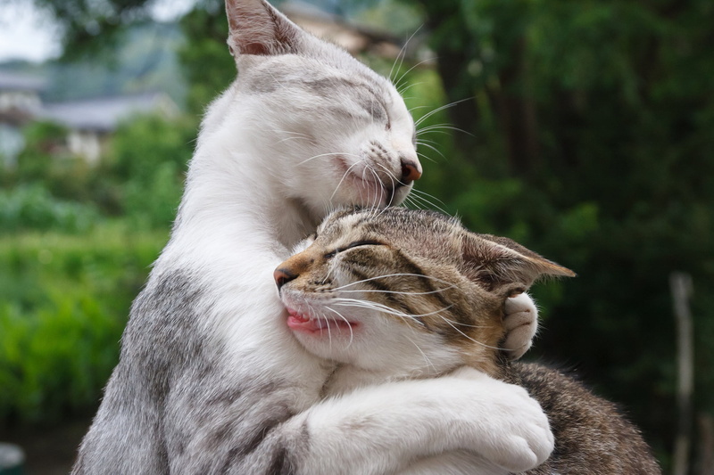 sitting, animal, couple, mouth open, animal Head, beautiful, small, feline, tabby, fluffy, cat, focus on foreground, nature, vertebrate, no people, cool