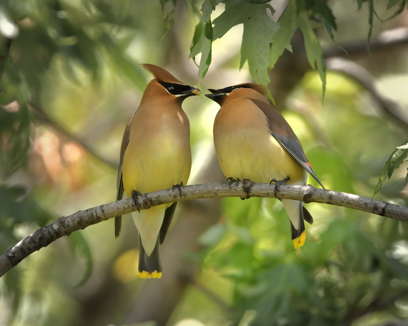tree, two animals, branch, lovebirds, focus on foreground, share, nature, perching, selective, no people, nurture, black, care, animal wildlife, cedar waxwing