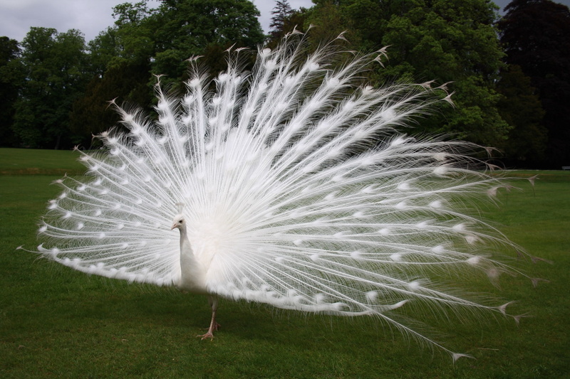 feather, white color, no people, tree, animal behavior, one animal, 1080P, bird, fanned out, nature, day, vertebrate, peacock, animal, peacock feather