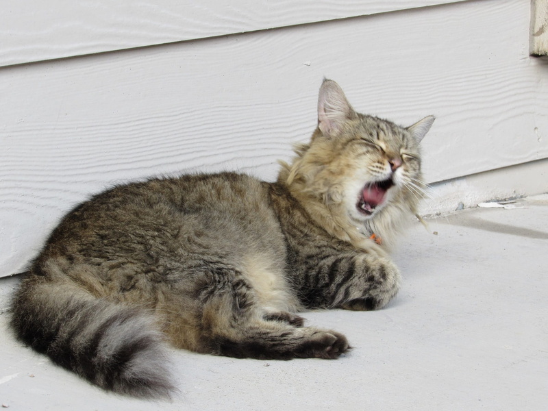 indoors, day, animal behavior, mouth, animals in the wild, 1080P, fur, whisker, anger, kitten, one animal, long hair, nature, Feline, vertebrate, no people