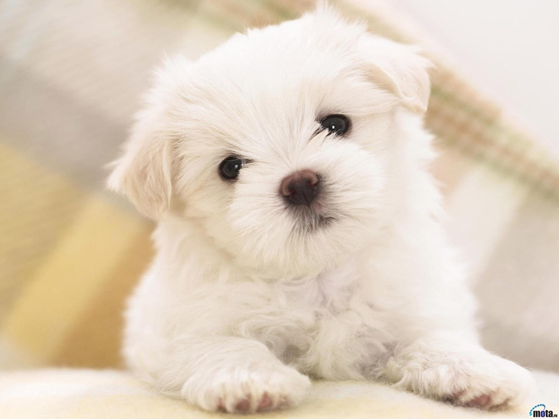 cute, Dog, domestic animals, animal behavior, pets, mammal, domestic, portrait, maltese, soft focus, indoors, people, Animals, canine, white, small, white color