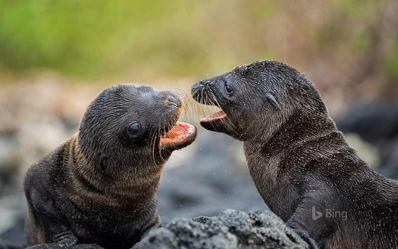 focus on foreground, day, b, solid, islands, mammal, vertebrate, animals in the wild, outdoors, sea, group of animals, two animals, animal, aggression