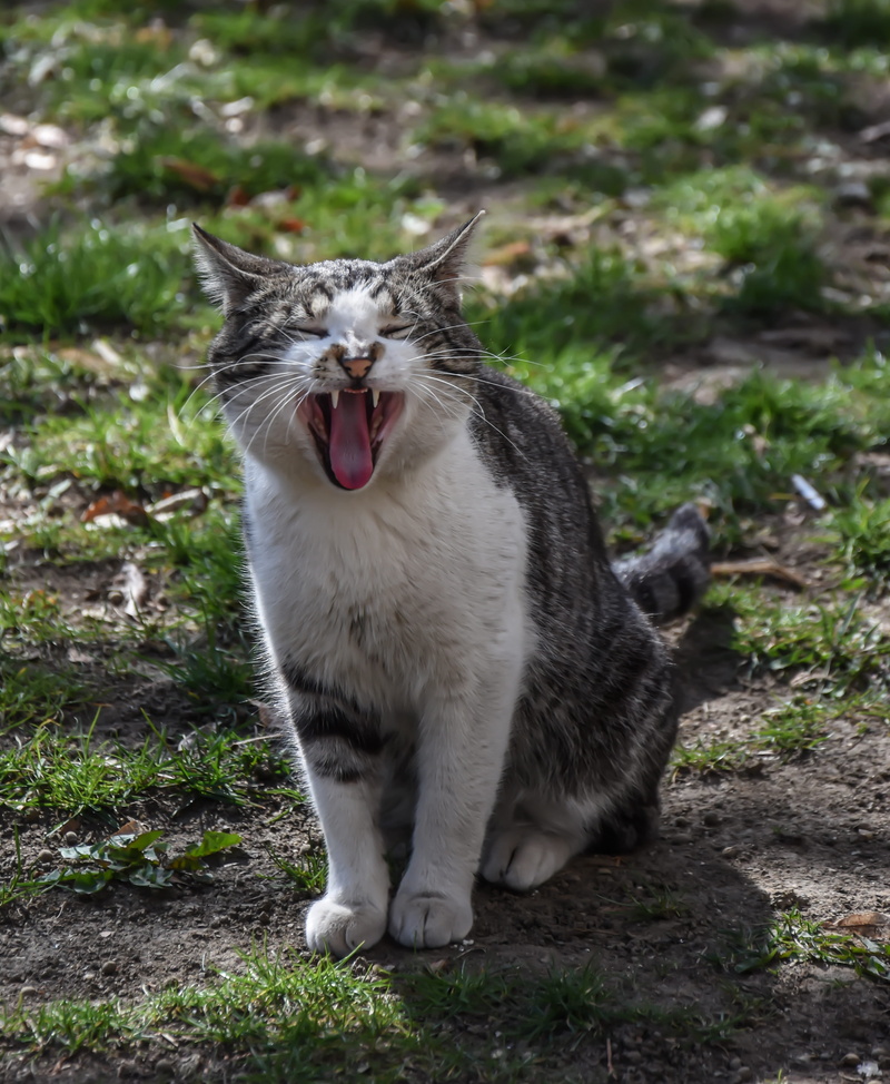 facial expression, lying, nature, wild animals, wild, one animal, vertebrate, aggression, yawning, mouth, land, cat, field, face, eyes, outdoors, 4K, pet