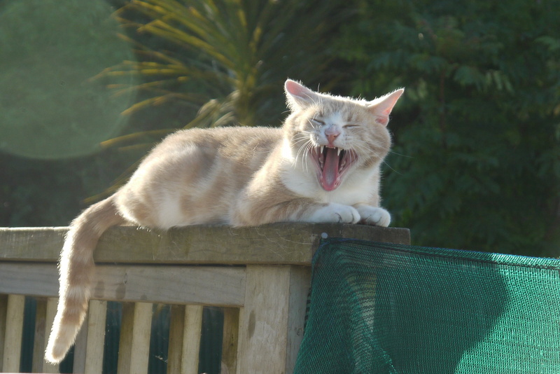 domestic animals, mouth open, animal, mammal, yawning, domestic, 2K, pets, animal mouth, funny, no people, vertebrate, cat, pet, animal behavior, funny cat