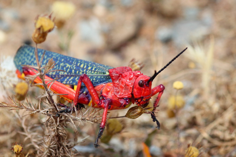 animal, nature, animal themes, red, focus on foreground, invertebrate, animal wildlife, outdoors, land, locusts, animal body part, grasshopper, landscape