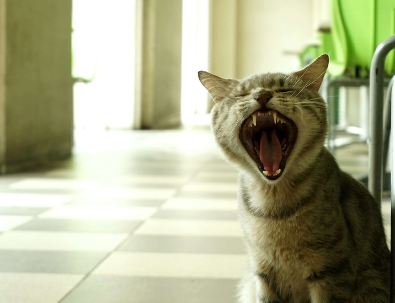 yawning, pets, animal behavior, animal themes, sleepy, focus on foreground, nature photography, animal mouth, one animal, vertebrate, facial expression
