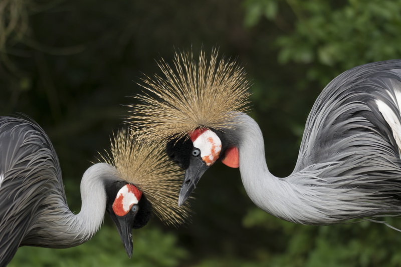 headdress, gray, love, birds, animal body part, beak, animals crest, two, no people, crane, animal wildlife, 5K, animal themes, group of animals, torque