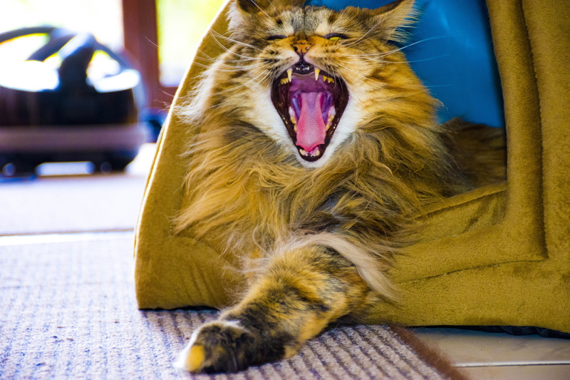 mammal, animal themes, animal, domestic cat, no people, animal body part, cat, facial expression, vertebrate, mouth open, animal behavior, mouth, 5K, yawning