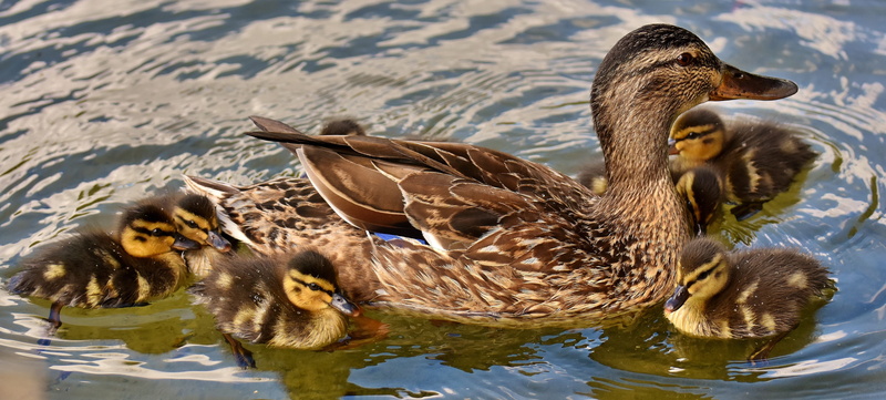 brown, mallard, funny, lake, black, plumage, nature, no people, animal, wildlife photography, bill, animal wildlife, swim, water, animal portrait, animal world
