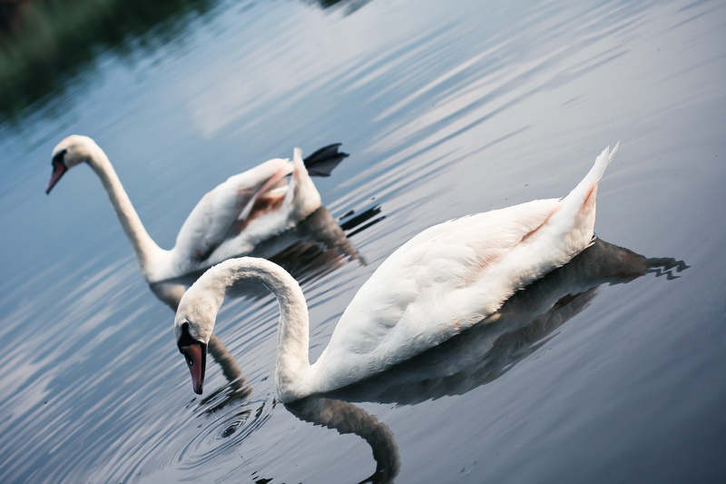 mute Swan, water, no people, day, outdoors, group of animals, animal family, high angle view, animal wildlife, Lake, Swans, beauty In Nature, vertebrate