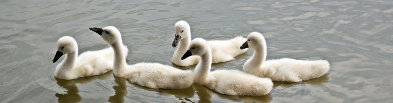 nature, plumage, bird children, animal wildlife, ducklings, water bird, animal children, togetherness, bird, cygnet, 2K, floating on water, vertebrate