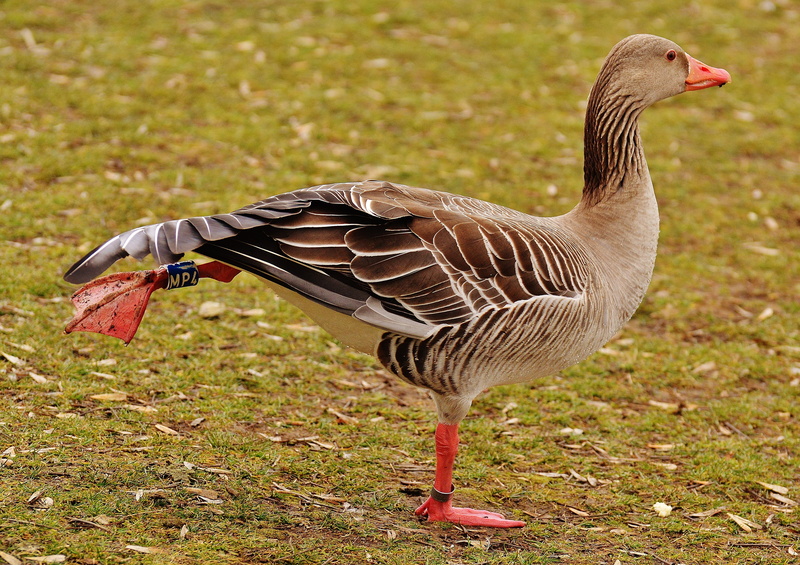 poultry, close-up, side view, bill, greylag goose, standing, duck, plumage, funny, land, day, animals in the wild, goose, animal wildlife, lake, head, focus on foreground