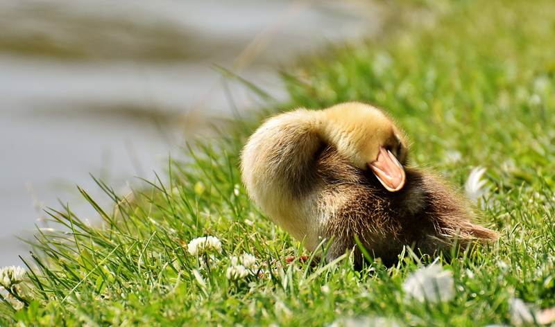 relaxed, young, animals in the wild, bird, young animal, sleep, mallard, nature, plumage, green color, pond, wildlife photography, mammal, duckling, animal children