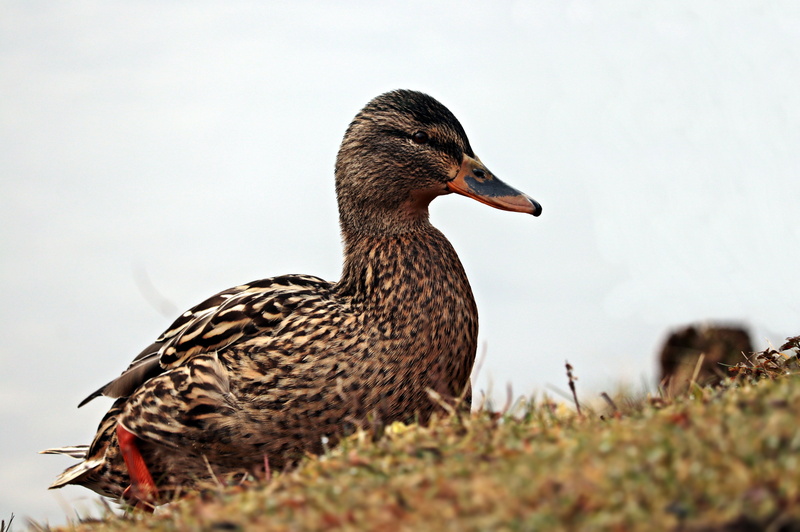 5K, animal themes, water bird, species, mallard duck, side view, bird, duck bird, selective focus, fauna, water, day, aquatic animal, wildlife photography