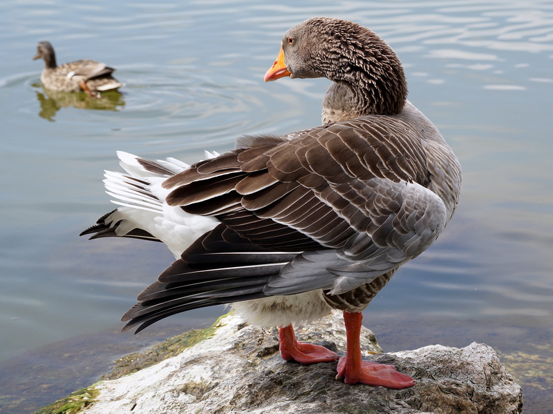 plumage, duck, wing, lake, one animal, animals in the wild, animal wildlife, greylag goose, vertebrate, flutter, day, water, water bird, lakeshore, 5K