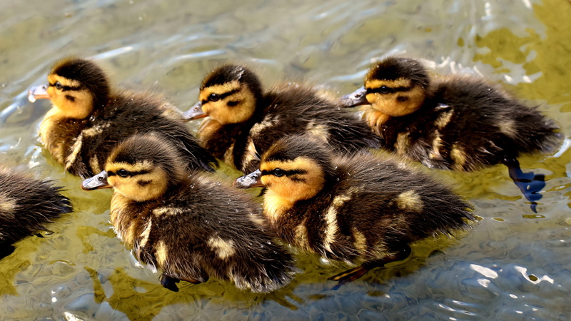 nature, poultry, young animal, group of animals, lake, duckling, funny, swim, feather, animal, vertebrate, brown, medium group of animals, mallard, young bird