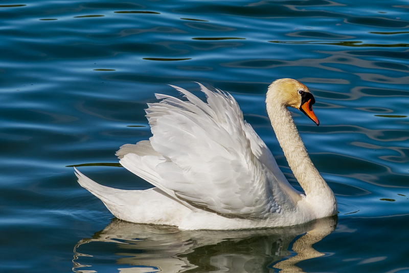 4K, water, vertebrate, animal, bird, waterfront, white, animal wildlife, animal world, rippled, pride, day, plumage, zoology, nature, river, no people