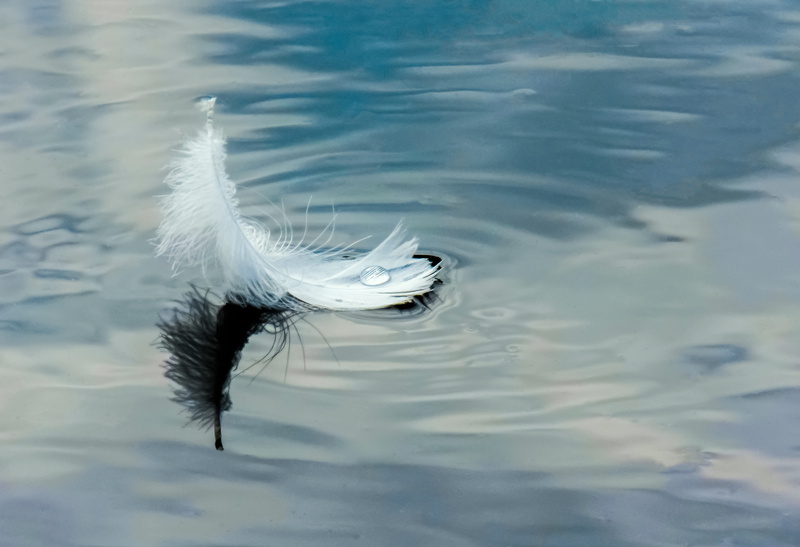 floating on the river, wild, furry, 4K, drop, animal, floating on water, nature, marine, feather on water, duck, water, wing, shallow, feathers, no people