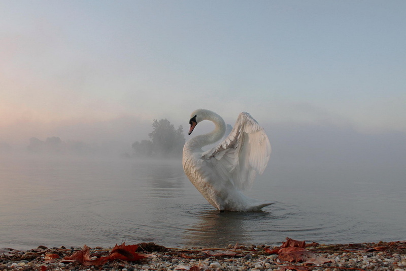 vertebrate, sky, day, water, nature, animal themes, no people, swan, mist, water bird, scenics - nature, animal wildlife, fog, animals in the wild, 1080P