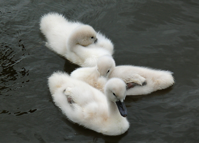young animals, birds, bill, calm, young animal, young bird, group of animals, swim, togetherness, 1080P, nature, animal wildlife, pride, elegant, cygnet