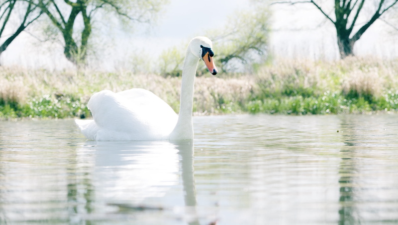 waters, bird, landscape, lake, beauty in nature, reported, mute swan, animal wildlife, water bird, baby swan, trees, adult, swans, vertebrate, spring, 1080P