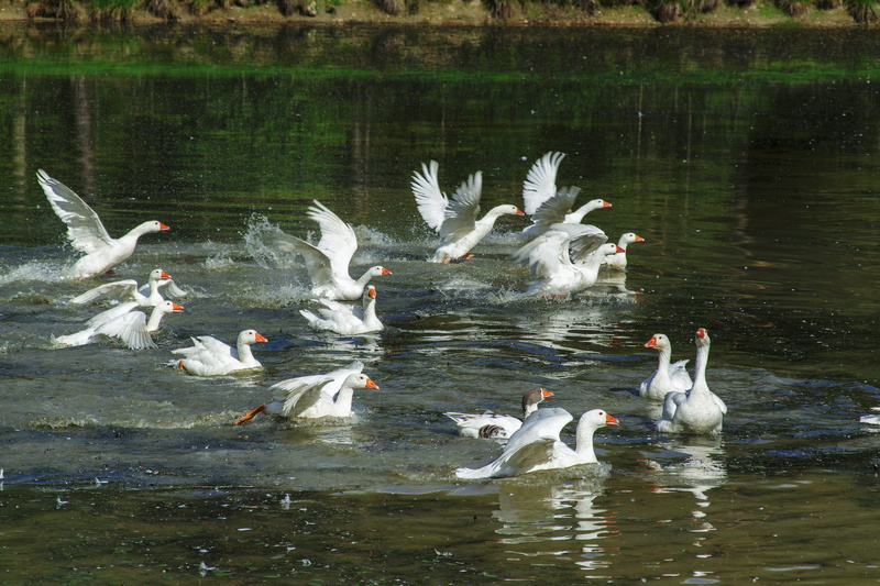 group of animals, pond, nature, flock of birds, geese, poultry, beauty in nature, fly, animals in the wild, animal wildlife, water, birds, swan, wild goose