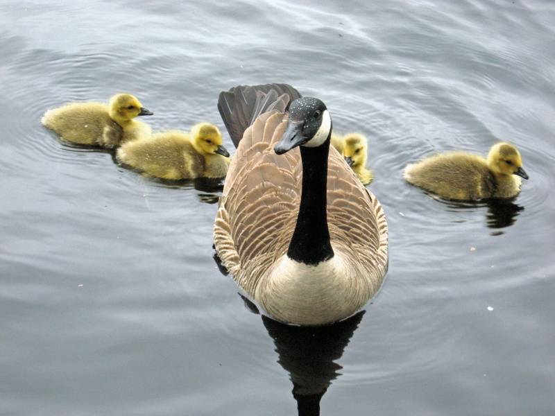 Chicks, swimming, nature, canada Goose, wildlife, group of animals, water, gosling, swimming Animal, lake, animals In The Wild, Canada, no people, day