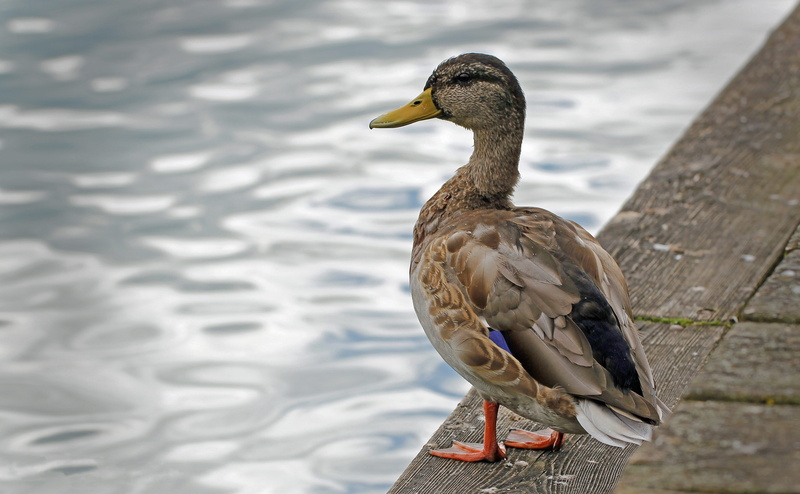 female, duck bird, lake, no people, mallard duck, eye, water, poultry, nature, river, wildlife photography, day, creature, Water Bird, animals in the wild
