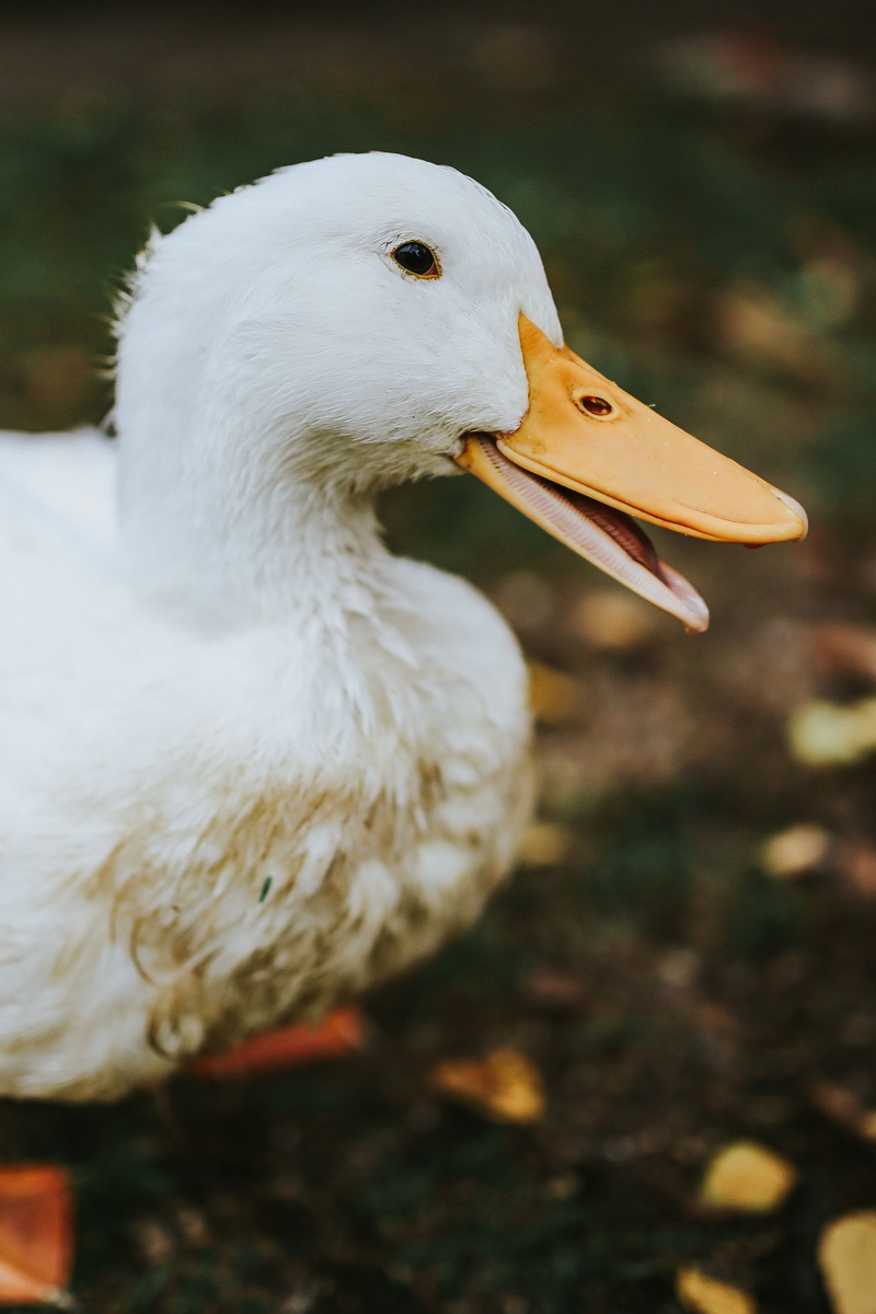 ducks, nature, duck, bird, animal themes, mouth open, side view, animal, leaves, water bird, outdoors, goose, day, 2K, feather, lake, focus on foreground