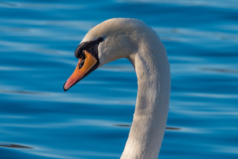 animal neck, focus on foreground, no people, fowl, close-up, feather, waterfowl, animal wildlife, wildlife, water, vertebrate, mute swan, animal head, animal
