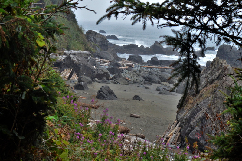 klamath oregon, plant, outdoors, nature, 5K, beach, ocean, sand, land, day, tranquility, waves, beauty in nature, environment, water, growth, tree, no people