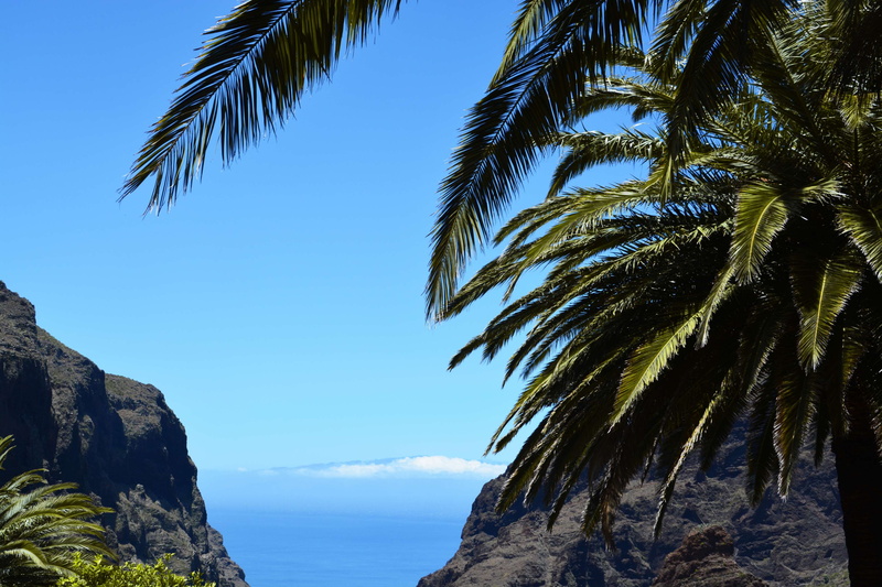 beach, day, tranquil scene, low angle view, plant, palm tree, scenics - nature, 4K, hidden, sunlight, no people, rock, palm leaf, beauty in nature, mountains