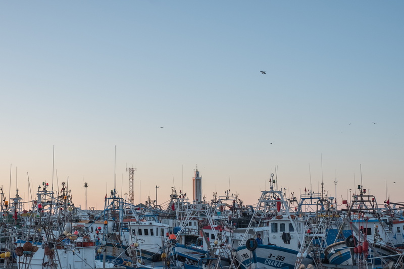 morocco, poisson, nautical vessel, animal themes, harbor, tangier, barcos, port, paisaje, landscape, tanger, sky, 5K, flying, water, pesca, commercial dock